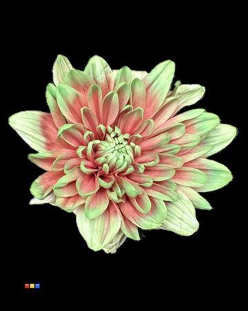 Chr T 2 Kl Baltica Bubblicious