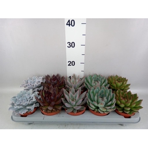 Echeveria   ...mix