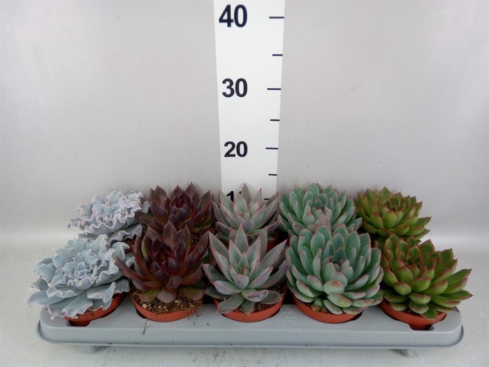 <h4>Echeveria   ...mix</h4>