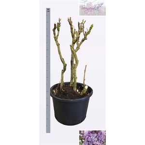 SYRI V MICHEL BUCHNE