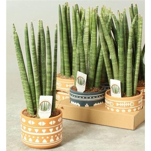 Sansev Cylindrica Ov