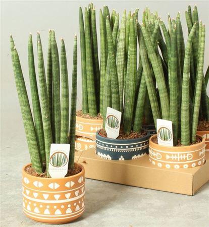 Sansev Cylindrica Ov