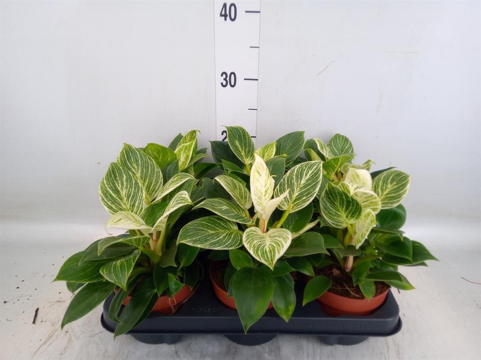 <h4>Philodendron   ...</h4>