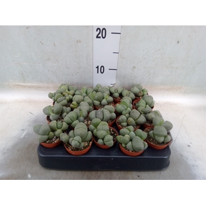 Lithops spp.