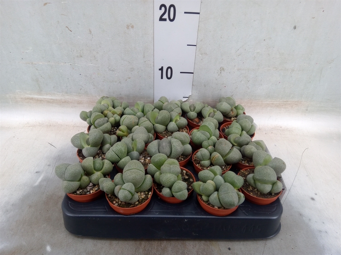 <h4>Lithops spp.</h4>