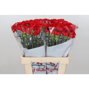 Dianthus St Arona (min 21x160)
