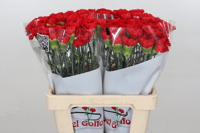 Dianthus St Arona (min 21x160)