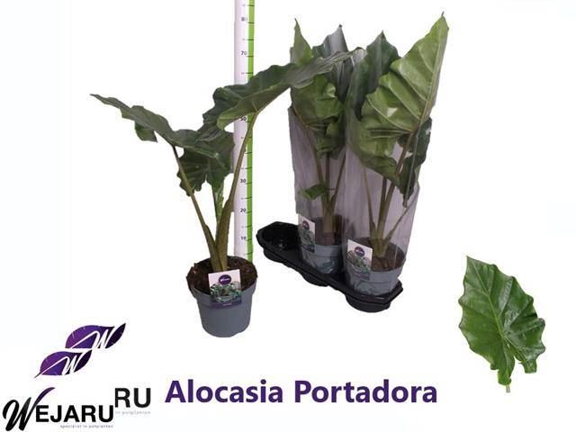 <h4>Alocasia portodora</h4>