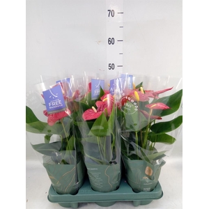 Anthurium andr. 'Karma Red'