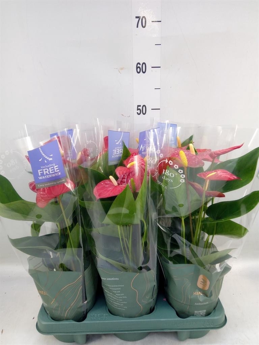 <h4>Anthurium andr. 'Karma Red'</h4>