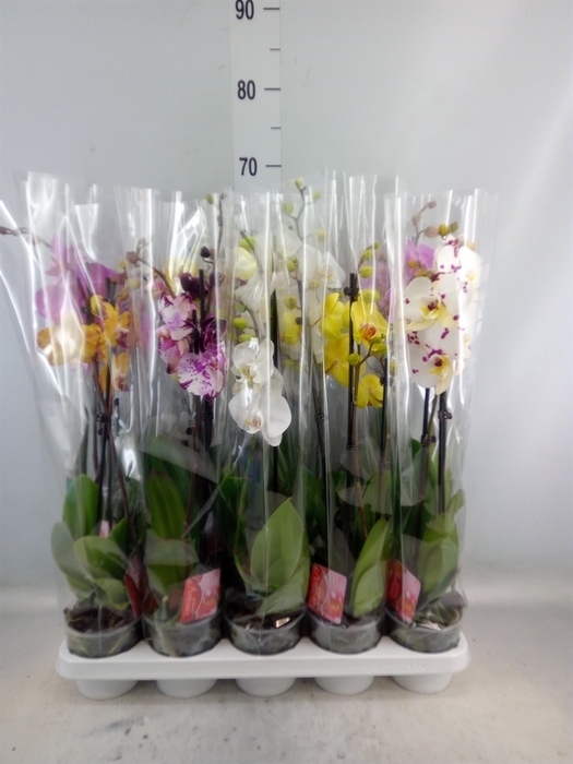 <h4>Phalaenopsis   ...mix</h4>