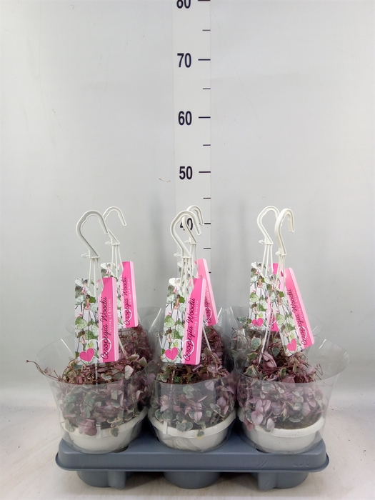 <h4>Ceropegia woodii 'Variegata'</h4>