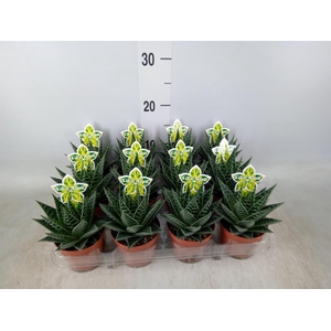 Aloe aristata 'Tiki Tahi'