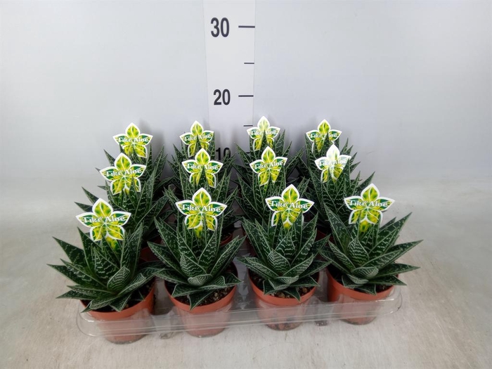 <h4>Aloe aristata 'Tiki Tahi'</h4>
