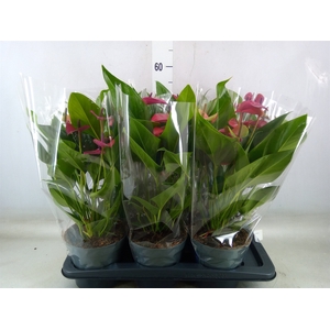 Anthurium andr. 'Pure Purple'