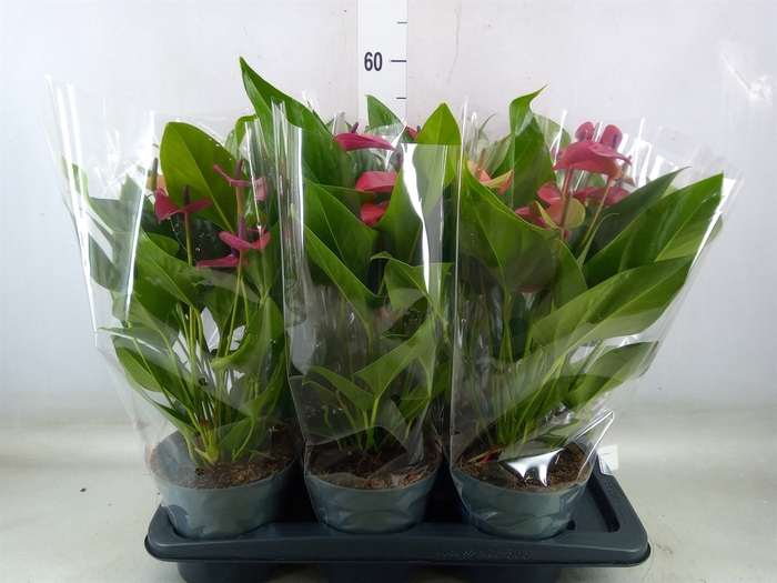 <h4>Anthurium andr. 'Pure Purple'</h4>