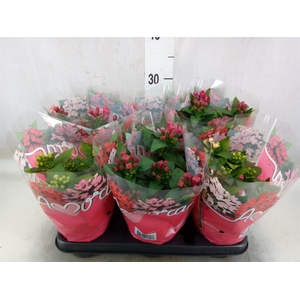 Bouvardia  'Amora'   ...mix