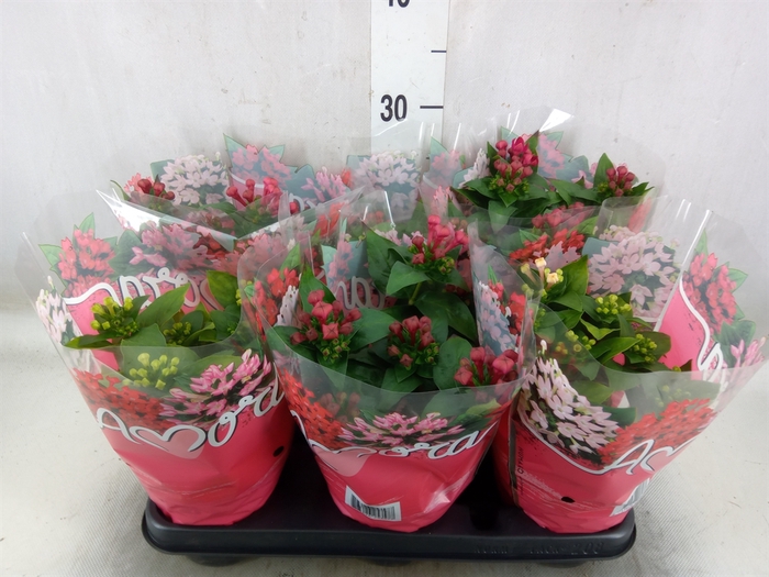 <h4>Bouvardia  'Amora'   ...mix</h4>
