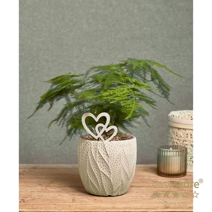 <h4>CALATHEA ORNATA</h4>