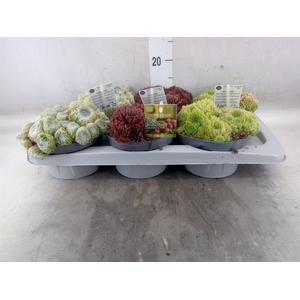 Sempervivum   ...