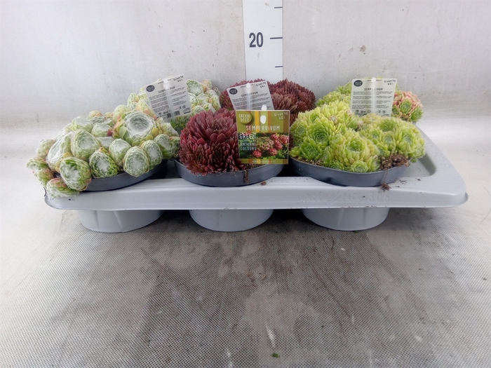 <h4>Sempervivum   ...</h4>