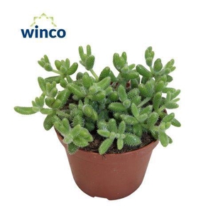 Delosperma Echinatum