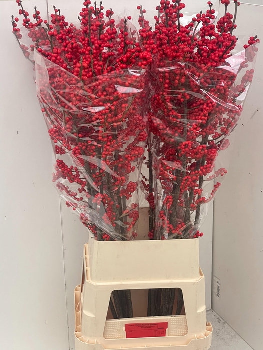 <h4>ILEX VE RODE BES</h4>