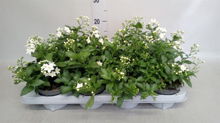 <h4>Solanum jasminoides</h4>