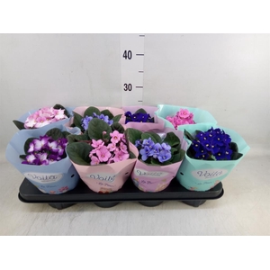 Saintpaulia   ...mix