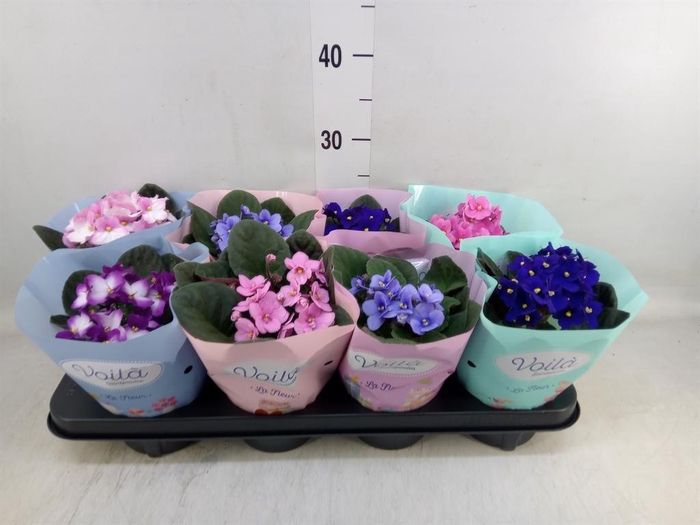 <h4>Saintpaulia   ...mix</h4>