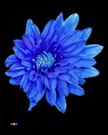 <h4>CHR T EURO BLUE</h4>