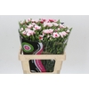 Dianthus Tr Symply Cherry