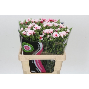 Dianthus Tr Symply Cherry