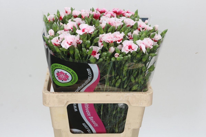 Dianthus Tr Symply Cherry