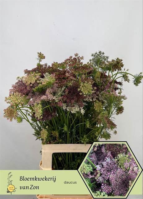 <h4>DAUCUS CAROTA DARA</h4>