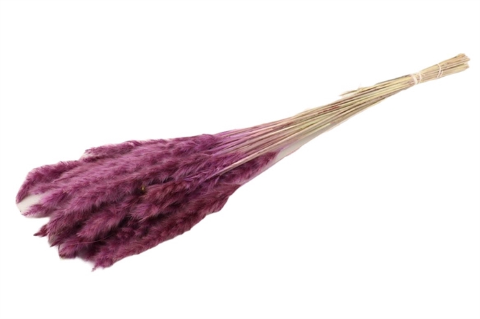 Bunch Fluffy Pampas Sleeved 70g L70