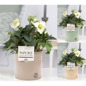 Helleborus n. Christmas Carol in Pure Zinc Louise