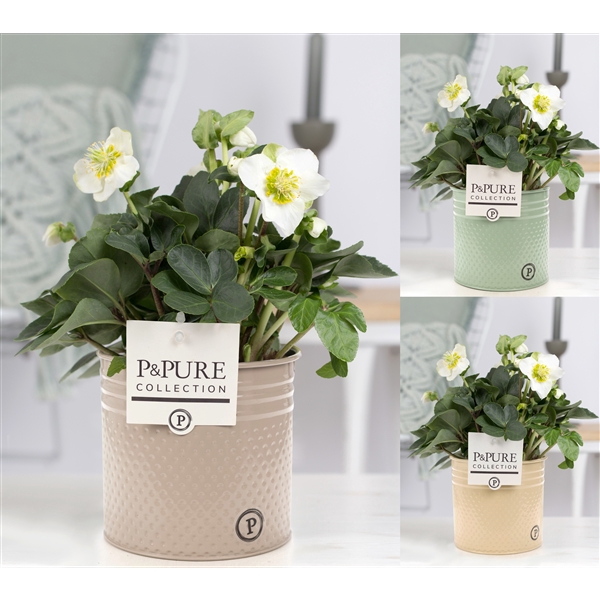 <h4>Helleborus n. Christmas Carol in Pure Zinc Louise</h4>