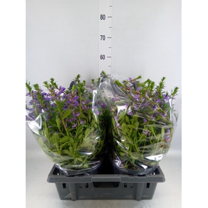 Scaevola aemula