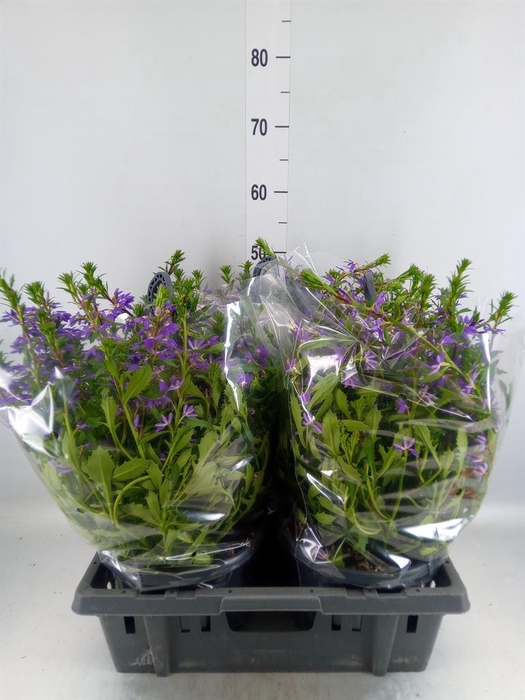 <h4>Scaevola aemula</h4>