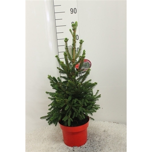 Picea abies 'Will's Zwerg' P23 potgedrukt