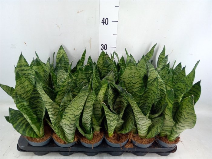 <h4>Sansevieria zeylanica</h4>