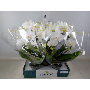 Phalaenopsis   ...white