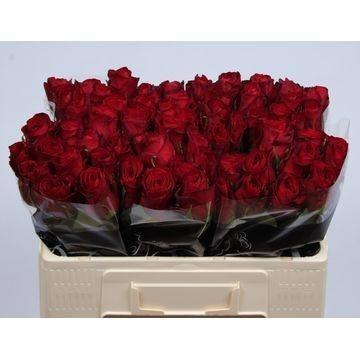 <h4>R GR MADAM RED</h4>
