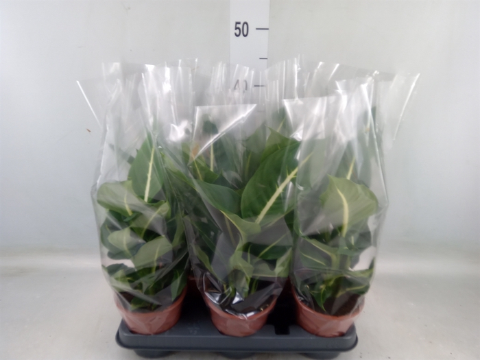 <h4>Dieffenbachia  'Green Magic'</h4>