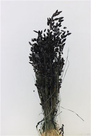 <h4>Dried Briza Maxima Black Bunch</h4>