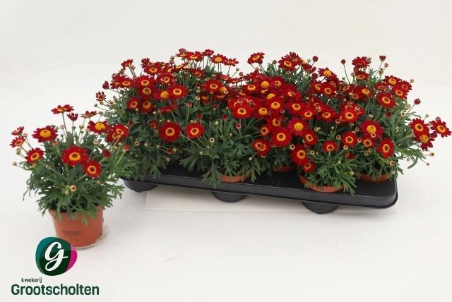 <h4>ARG PERC RED</h4>