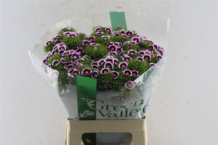 <h4>Di Barb Sweet Will Bicolor</h4>