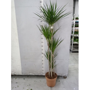 Dracaena marg.