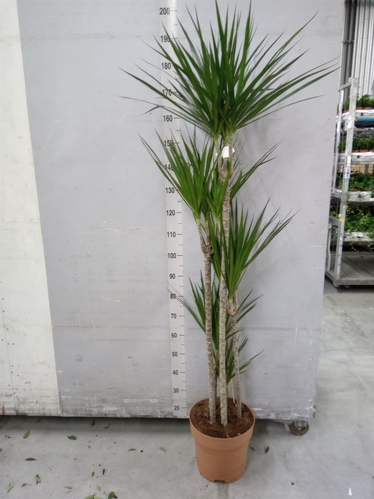 <h4>Dracaena marg.</h4>
